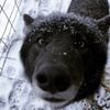 Wolf..therian