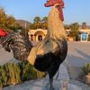 Rock And Samba