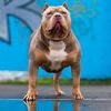 TheBullyUnit
