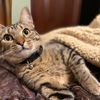 Tiki the Cat