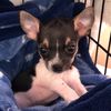 Chapo the Chihuahua
