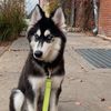 Tulum the Husky