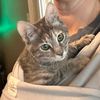 toebean_foster
