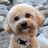 Tracker LaPoodle