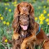 trickspaniel