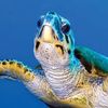 Turtleman172