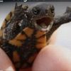 I like turtles