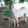મહેશ ઠાકોર