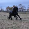 VMranch