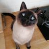 Cat Zulu