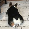 weirdocorgilover