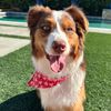 willowmyaussie