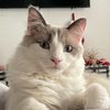 WinterPlusFriends (CAT VIDEOS)