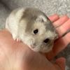 𝐛𝐞𝐚𝐫⋆.ೃ࿔*:･