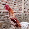 penghobi ayam