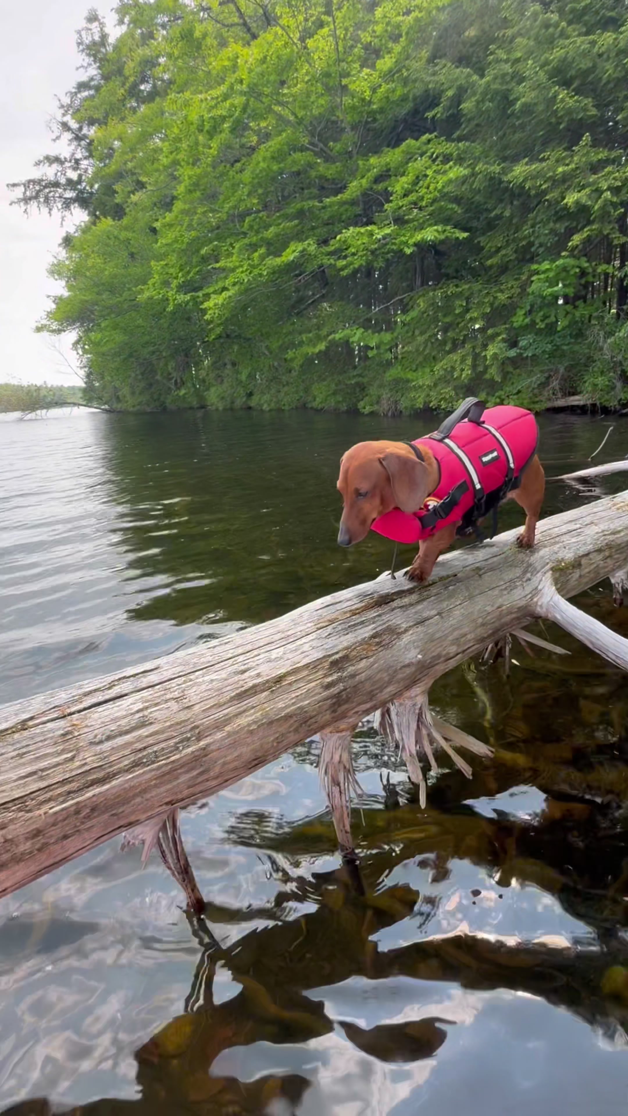 Wee's Wednesday #minidachshund #bassethound 