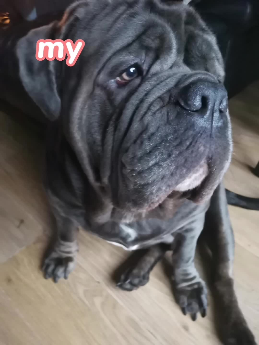 please can somone duet lol #dog #cute #duet #fyp #foryou #foryooouu #foryoupage
